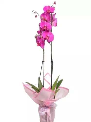 Çiftli Pembe Orkide